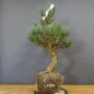 Preview: Pinus sylvestris Silberkiefer